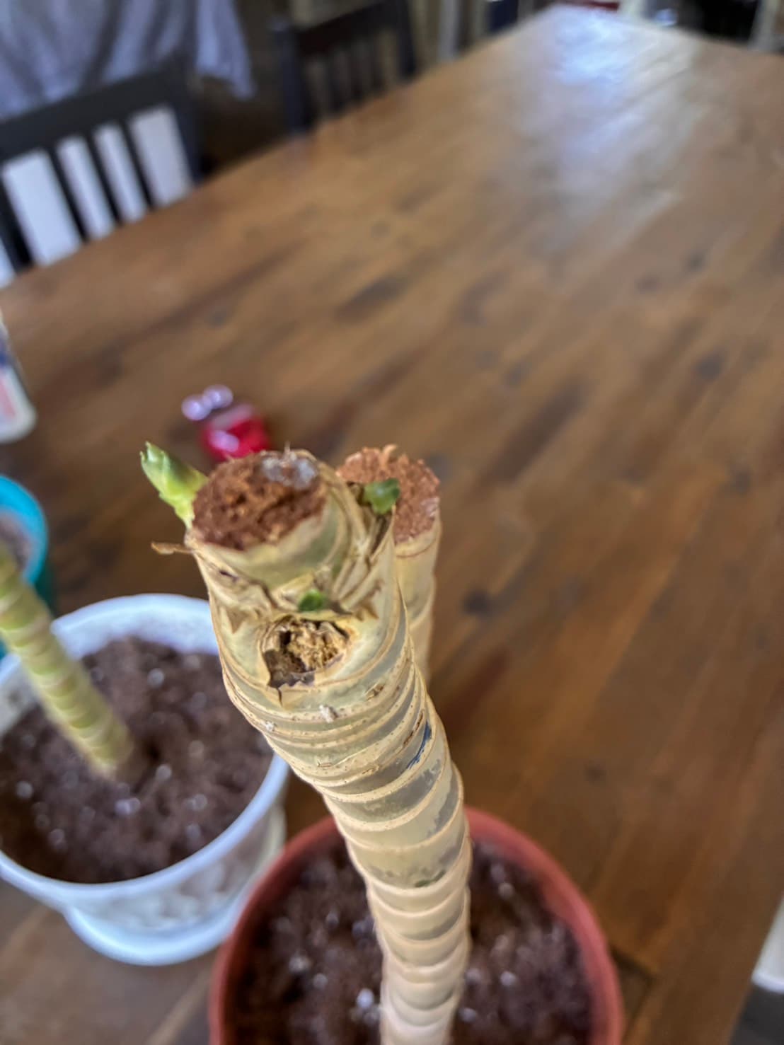 伯爵茶司康